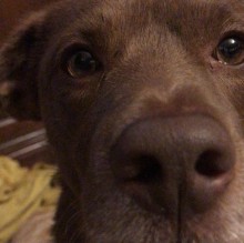 Immagine del profilo di Carla Camboni