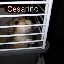 Cesarino's avatar