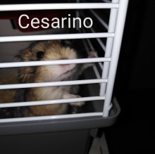 Avatar du Cesarino