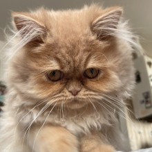 Mela Melinda's Avatar