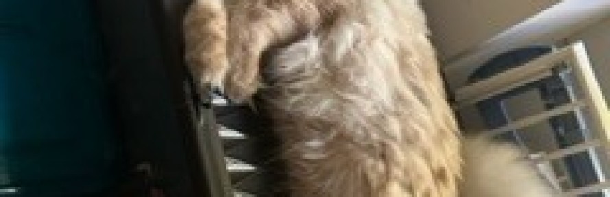 Mela Melinda's cover