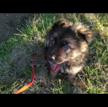 Immagine del profilo di silso