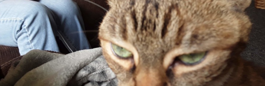 Coco Kitty's couverture