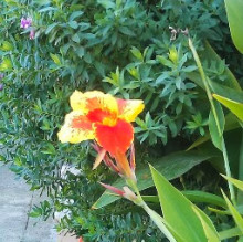 Immagine del profilo di Marina Sparvoli