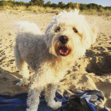 Immagine del profilo di Flavia Sciotta