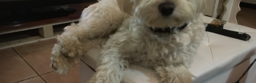 Cover di Flavia Sciotta