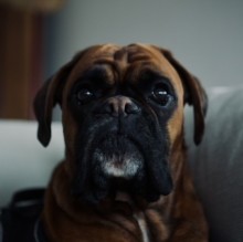 Boxergo