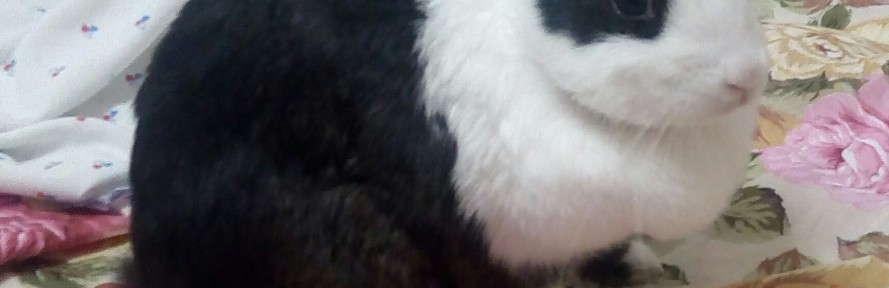 Guga La Rocca's couverture