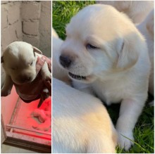 Immagine del profilo di Puppy20