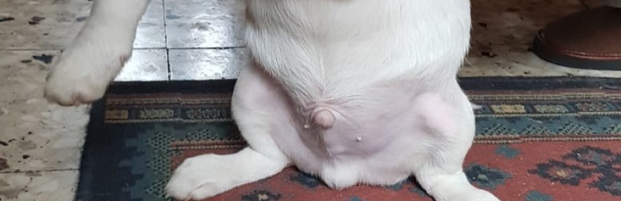 Ilaria Gemignani's cover