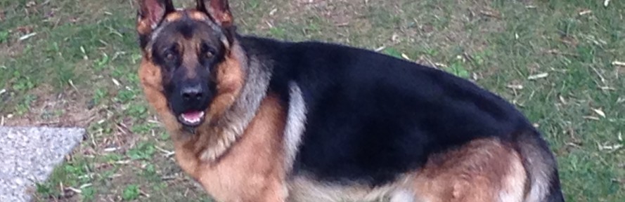 Amish Bontempo's cover