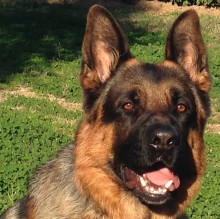 Avatar de Amish Bontempo