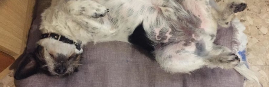 Cover di Federica Dal Mas