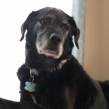 Immagine del profilo di Krista C