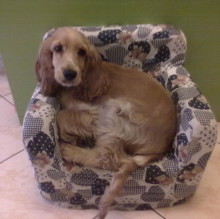 Immagine del profilo di ROSY MAROTTA