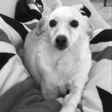 Immagine del profilo di Isabella Zubiolo