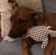 Immagine del profilo di Pia Carella