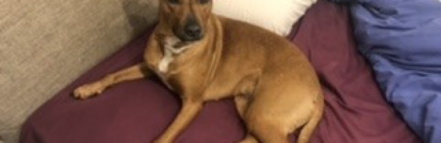 Cover di Pia Carella