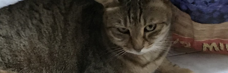 Vita Nicolini's cover