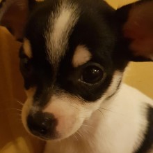 Avatar de Amyr Prince 