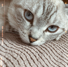 Avatar de Romeothecat