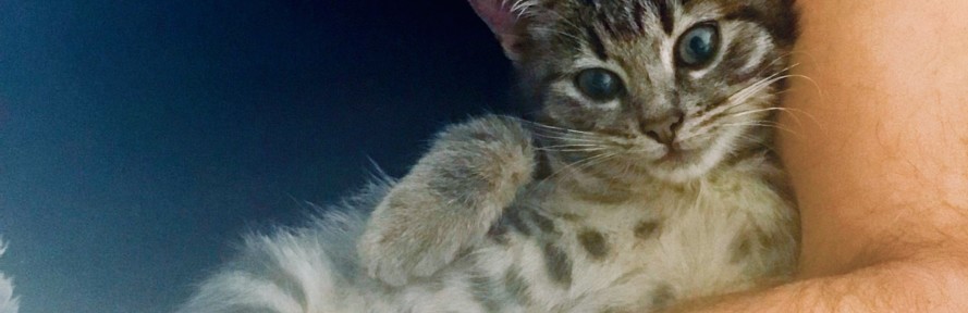 Francesca Abate Daga's cover