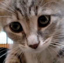 Immagine del profilo di Violetta