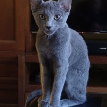 Immagine del profilo di Kali