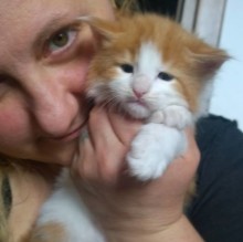 Immagine del profilo di Gatti Norvegesi  delle Foreste