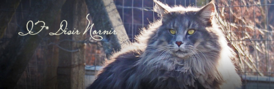 Cover di Gatti Norvegesi  delle Foreste