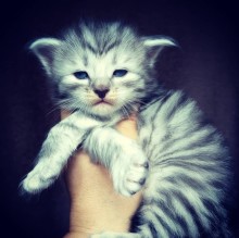 Gatti Norvegesi  delle Foreste