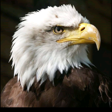 Avatar de Giuseppe Palazzolo