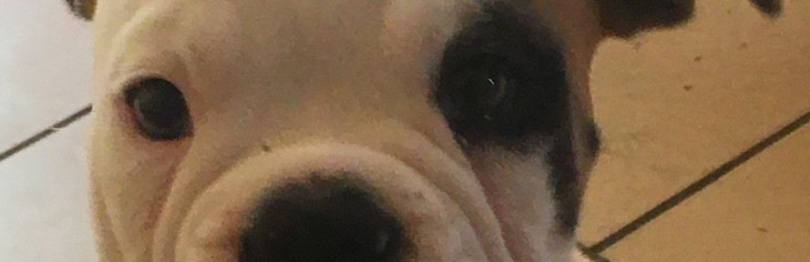 Denise e Sansone's couverture