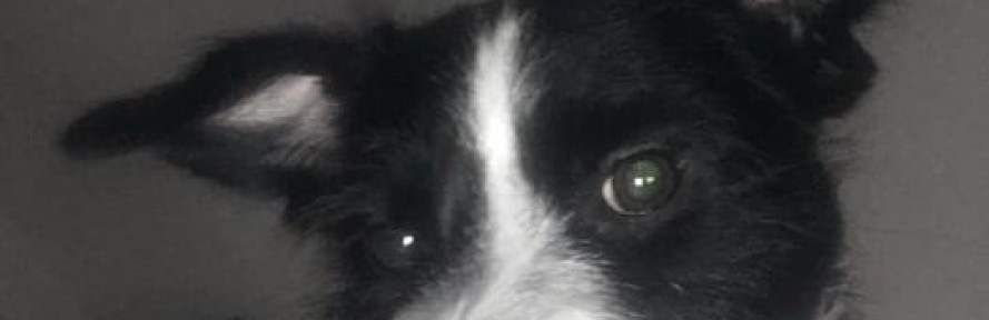 PetraOklend Lika's cover