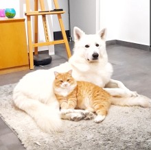 Immagine del profilo di ShayronDorian