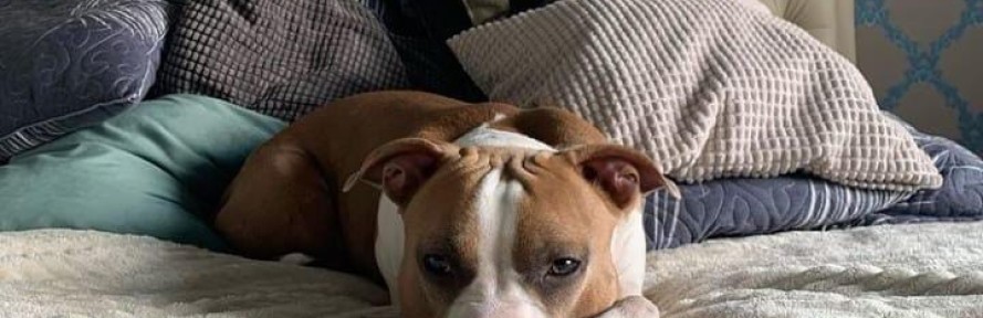 Francesca Buono's cover