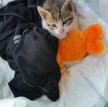 Andrea Maggi's avatar