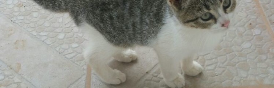 Andrea Maggi's cover