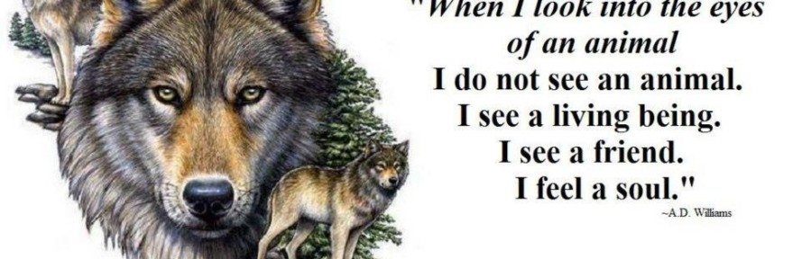 Monica Frattini's cover