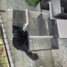 winnie 🐱's Avatar