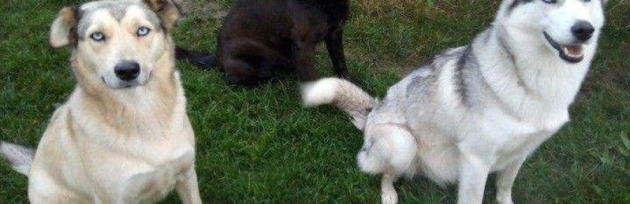 zvirecipartaaja's cover