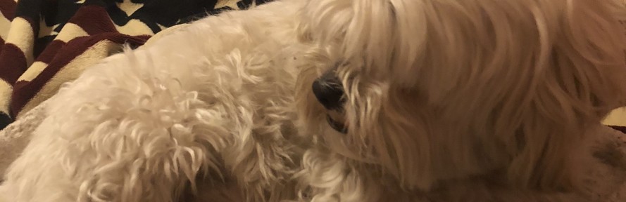 Andrea Piras's cover