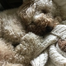 Immagine del profilo di Buddy