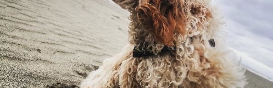 Cover di CLAUDIA NOCENTI