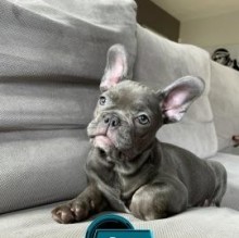 Immagine del profilo di CLAUDIA NOCENTI