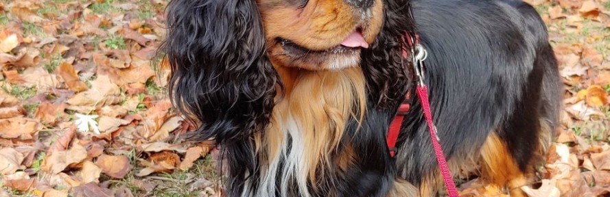 Federica Giardini's cover