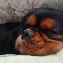 Federica Giardini's avatar