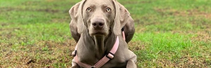 Giulia Caldiroli's cover