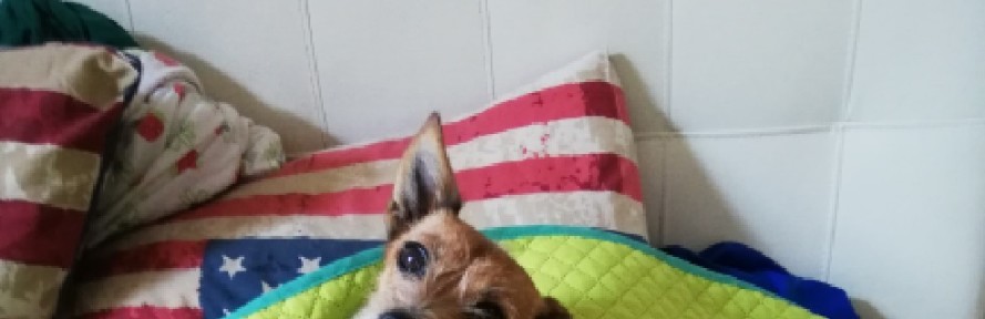 Cover di Annika Gallo