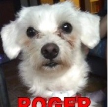 Roger's avatar